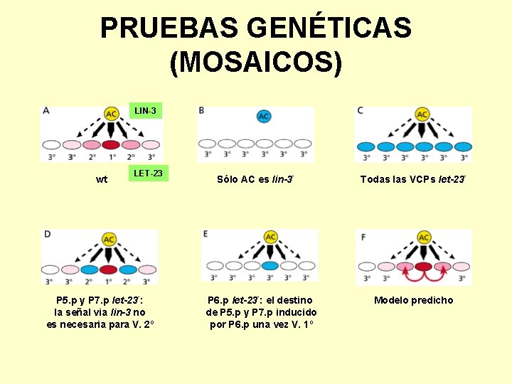 PRUEBAS GENÉTICAS (MOSAICOS) LIN-3 wt LET-23 P 5. p y P 7. p let-23