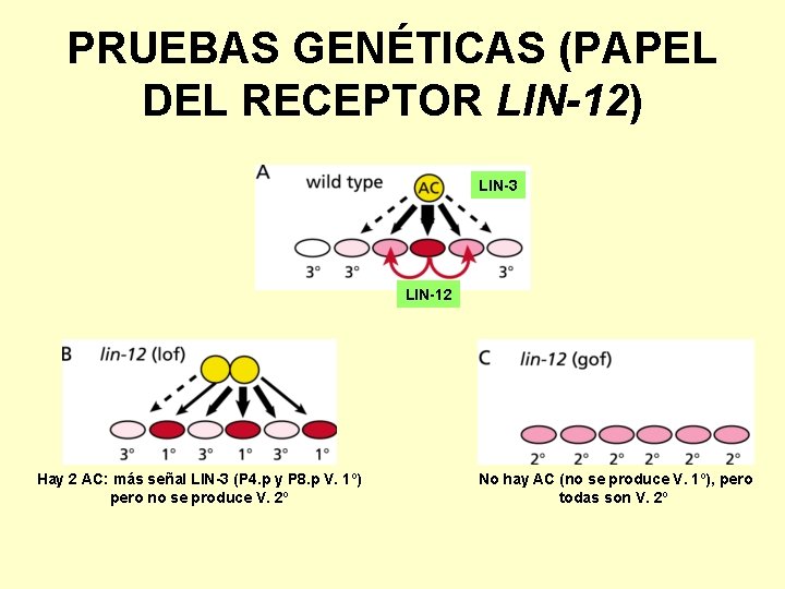 PRUEBAS GENÉTICAS (PAPEL DEL RECEPTOR LIN-12) LIN-3 LIN-12 Hay 2 AC: más señal LIN-3