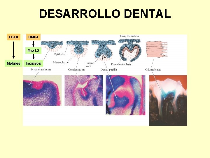 DESARROLLO DENTAL FGF 8 BMP 4 Msx 1, 2 Molares Incisivos 