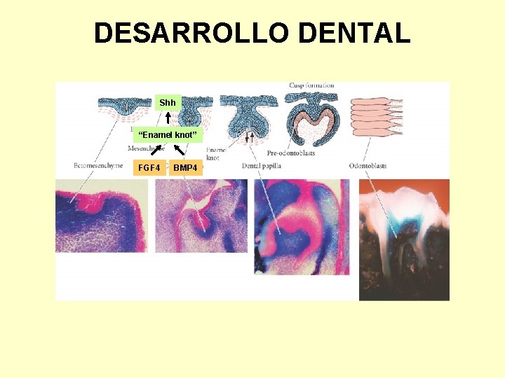 DESARROLLO DENTAL Shh “Enamel knot” FGF 4 BMP 4 