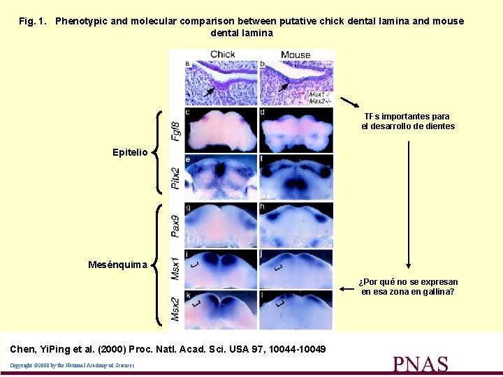 Fig. 1. Phenotypic and molecular comparison between putative chick dental lamina and mouse dental