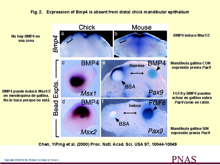 Fig. 2. Expression of Bmp 4 is absent from distal chick mandibular epithelium BMP