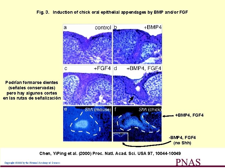 Fig. 3. Induction of chick oral epithelial appendages by BMP and/or FGF Podrían formarse