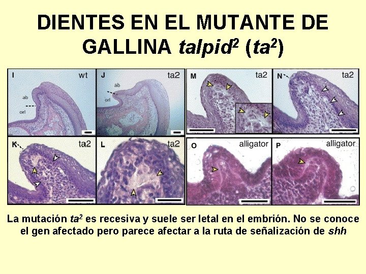 DIENTES EN EL MUTANTE DE GALLINA talpid 2 (ta 2) La mutación ta 2