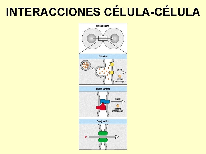 INTERACCIONES CÉLULA-CÉLULA 