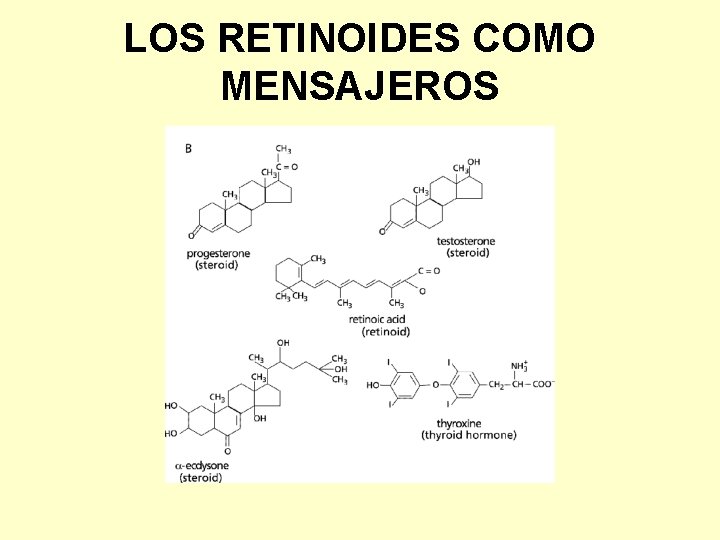 LOS RETINOIDES COMO MENSAJEROS 