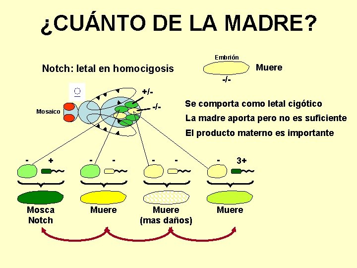 ¿CUÁNTO DE LA MADRE? Embrión Muere Notch: letal en homocigosis -/- ♀ +/Se comporta