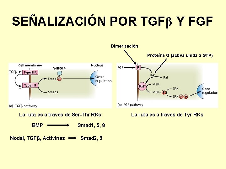 SEÑALIZACIÓN POR TGFβ Y FGF Dimerización Proteína G (activa unida a GTP) Smad 4