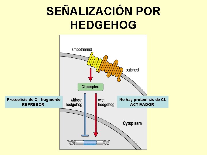 SEÑALIZACIÓN POR HEDGEHOG Proteolisis de CI: fragmento REPRESOR No hay proteolisis de CI: ACTIVADOR