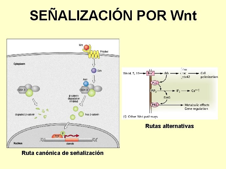 SEÑALIZACIÓN POR Wnt Rutas alternativas Ruta canónica de señalización 