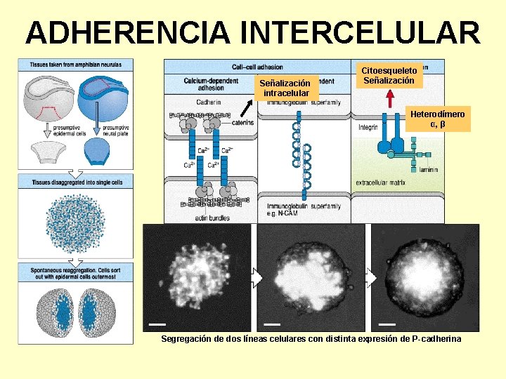 ADHERENCIA INTERCELULAR Señalización intracelular Citoesqueleto Señalización Heterodímero α, β Segregación de dos líneas celulares