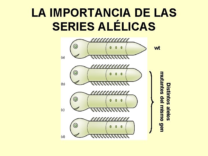 LA IMPORTANCIA DE LAS SERIES ALÉLICAS wt Distintos alelos mutantes del mismo gen 