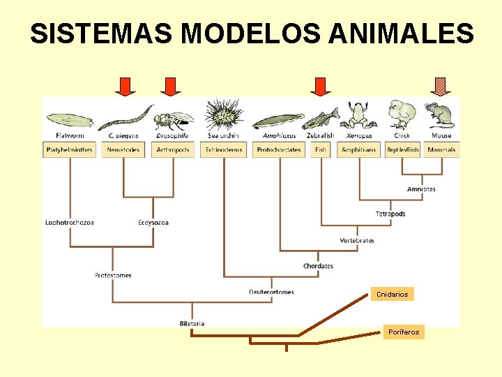 SISTEMAS MODELOS ANIMALES Cnidarios Poríferos 