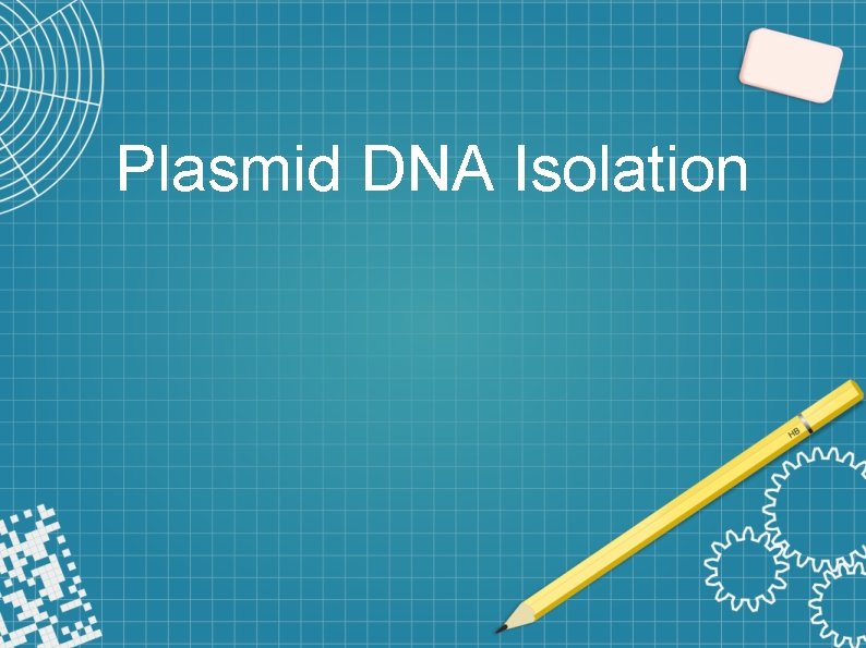 Plasmid DNA Isolation 