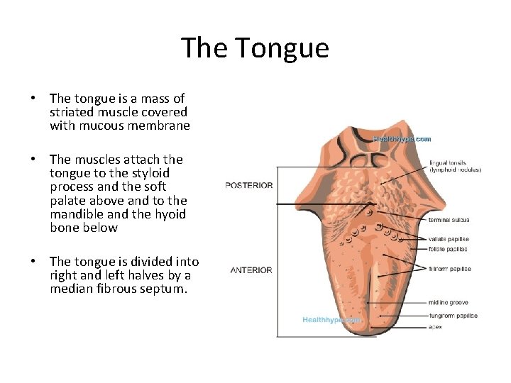 The Tongue • The tongue is a mass of striated muscle covered with mucous