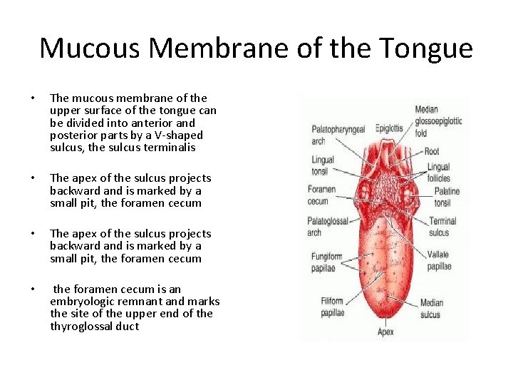 Mucous Membrane of the Tongue • The mucous membrane of the upper surface of