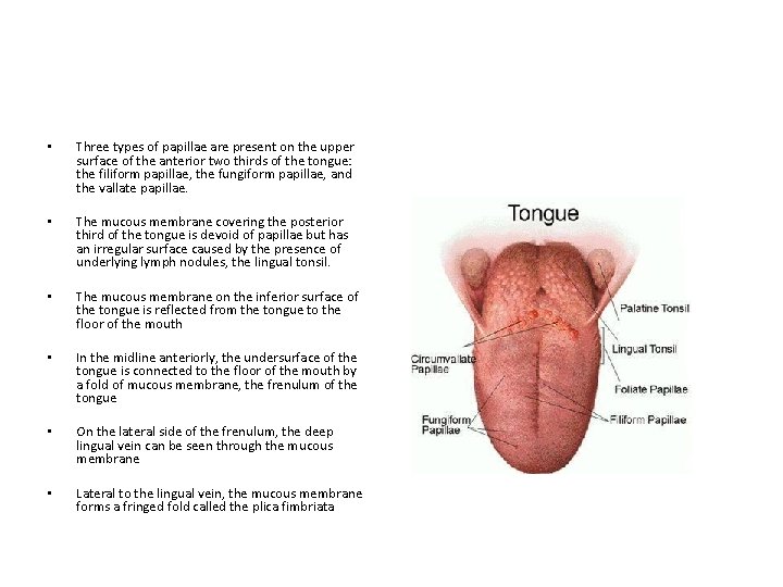 • Three types of papillae are present on the upper surface of the