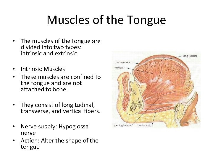 Muscles of the Tongue • The muscles of the tongue are divided into two