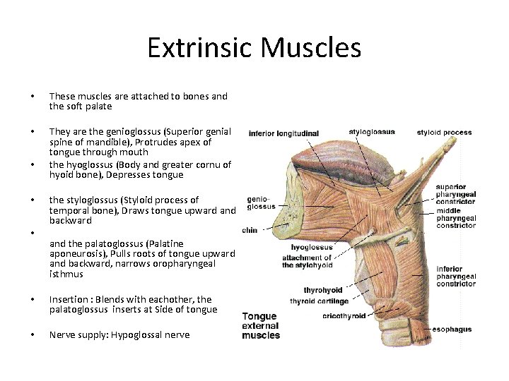 Extrinsic Muscles • These muscles are attached to bones and the soft palate •