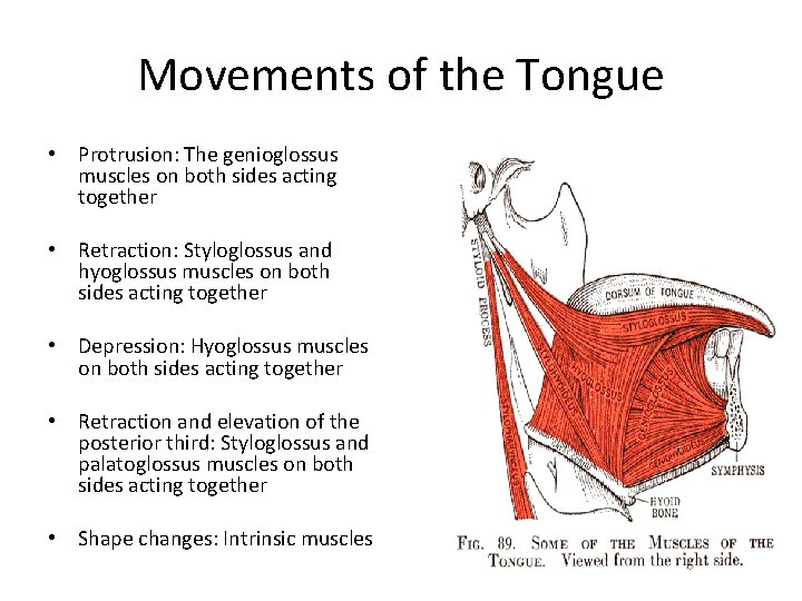 Movements of the Tongue • Protrusion: The genioglossus muscles on both sides acting together
