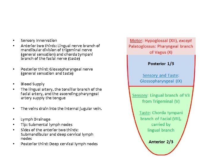 • • Sensory Innervation Anterior two thirds: Lingual nerve branch of mandibular division