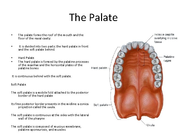 The Palate • The palate forms the roof of the mouth and the floor
