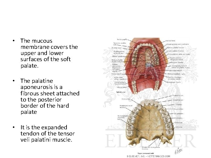  • The mucous membrane covers the upper and lower surfaces of the soft
