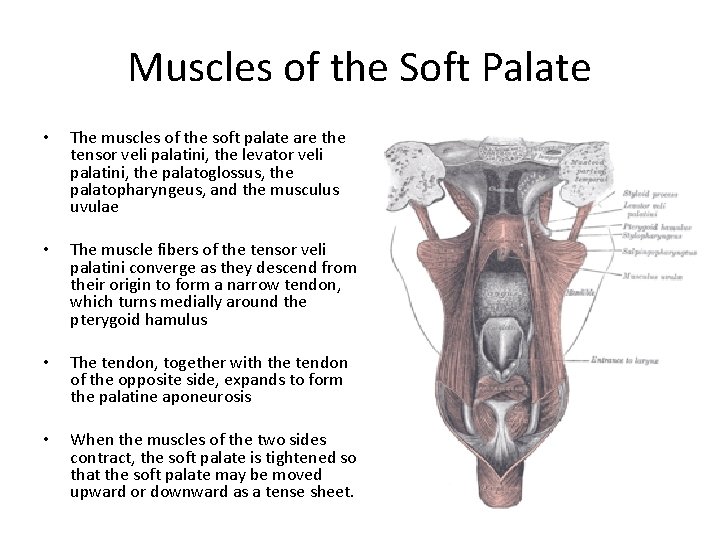 Muscles of the Soft Palate • The muscles of the soft palate are the