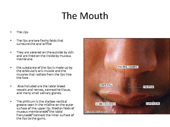 The Mouth • The Lips • The lips are two fleshy folds that surround