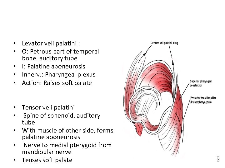 • Levator veli palatini : • O: Petrous part of temporal bone, auditory