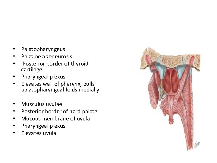  • Palatopharyngeus • Palatine aponeurosis • Posterior border of thyroid cartilage • Pharyngeal
