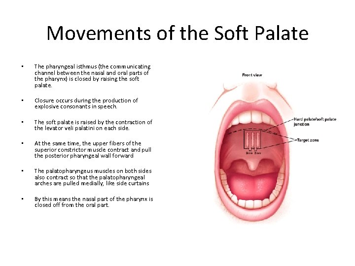 Movements of the Soft Palate • The pharyngeal isthmus (the communicating channel between the