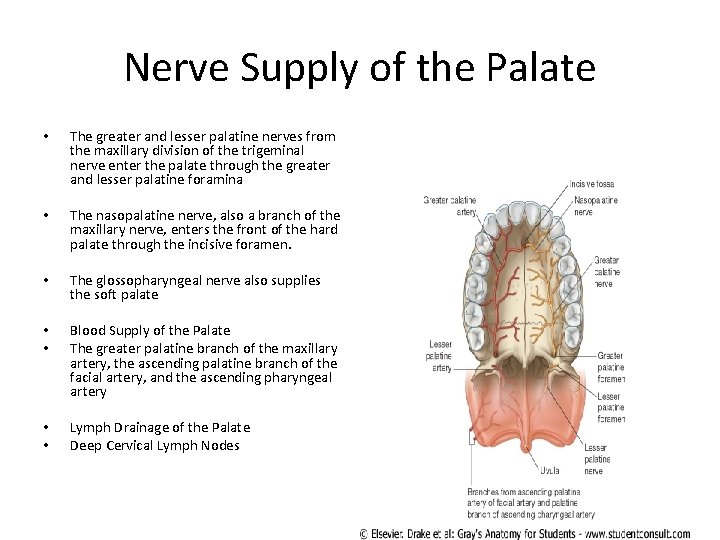 Nerve Supply of the Palate • The greater and lesser palatine nerves from the