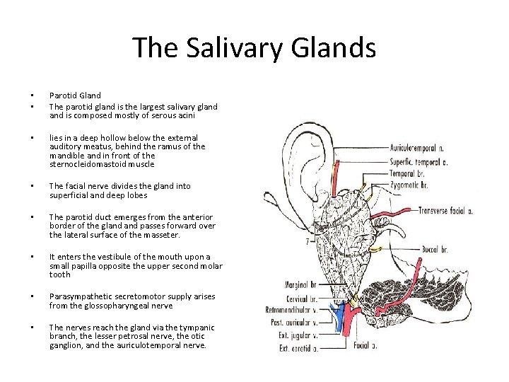The Salivary Glands • • Parotid Gland The parotid gland is the largest salivary
