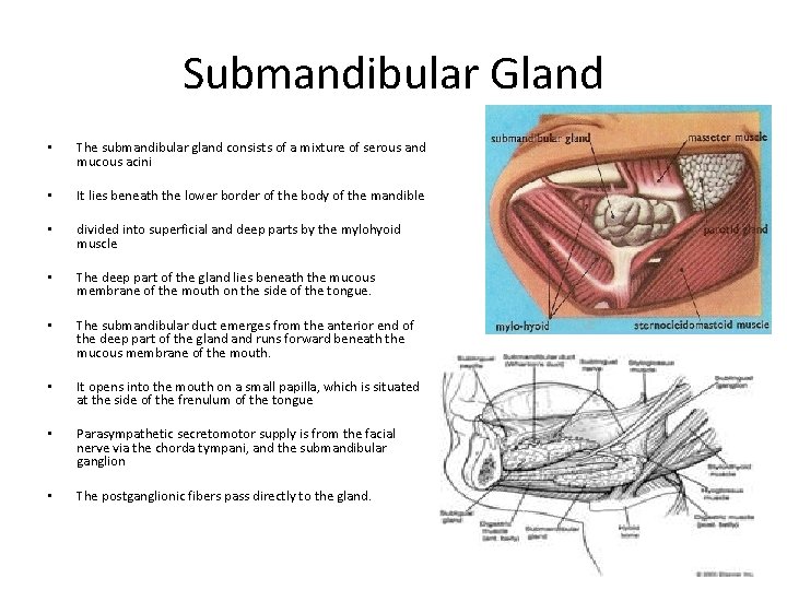 Submandibular Gland • The submandibular gland consists of a mixture of serous and mucous