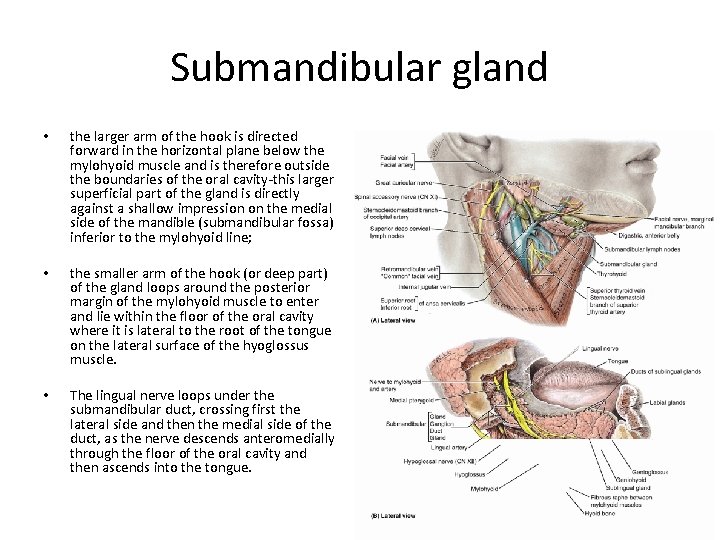 Submandibular gland • the larger arm of the hook is directed forward in the
