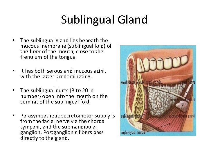 Sublingual Gland • The sublingual gland lies beneath the mucous membrane (sublingual fold) of