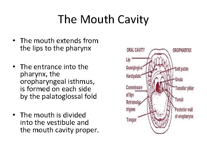 The Mouth Cavity • The mouth extends from the lips to the pharynx •