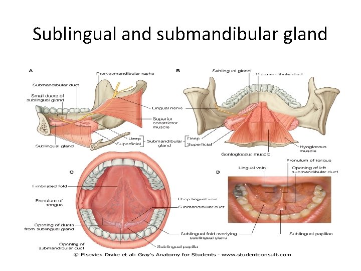 Sublingual and submandibular gland 