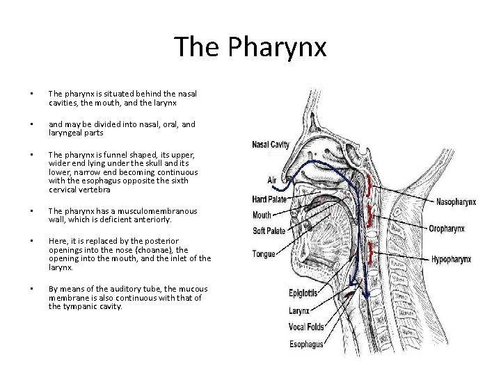 The Pharynx • The pharynx is situated behind the nasal cavities, the mouth, and