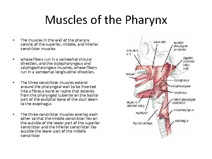 Muscles of the Pharynx • The muscles in the wall of the pharynx consist