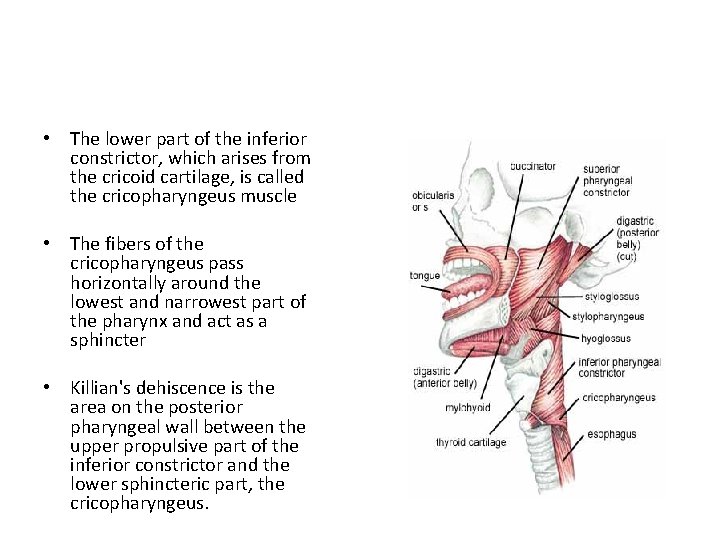  • The lower part of the inferior constrictor, which arises from the cricoid
