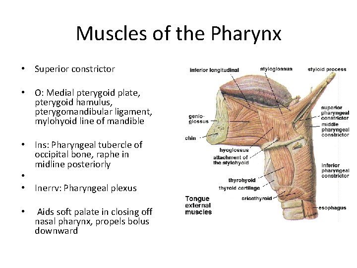 Muscles of the Pharynx • Superior constrictor • O: Medial pterygoid plate, pterygoid hamulus,