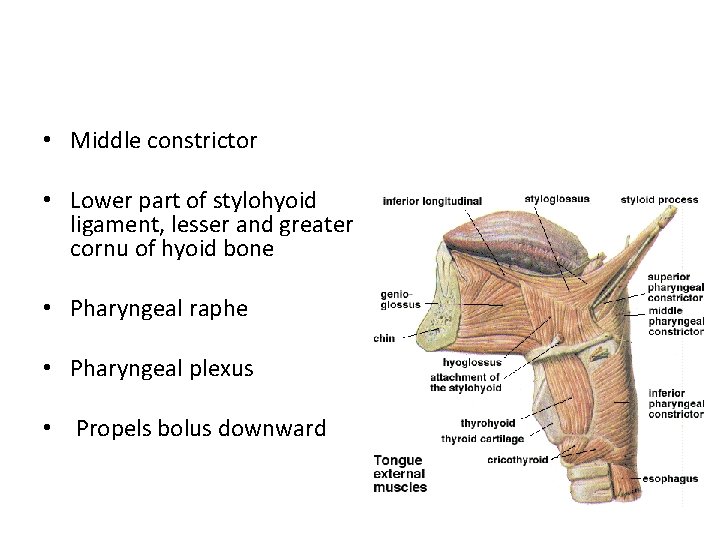  • Middle constrictor • Lower part of stylohyoid ligament, lesser and greater cornu