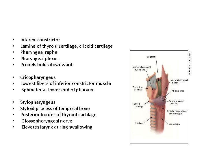  • • • Inferior constrictor Lamina of thyroid cartilage, cricoid cartilage Pharyngeal raphe