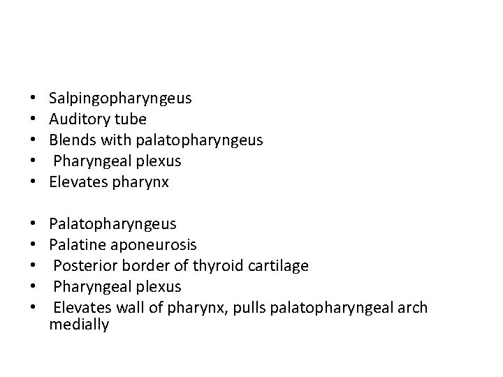  • • • Salpingopharyngeus Auditory tube Blends with palatopharyngeus Pharyngeal plexus Elevates pharynx