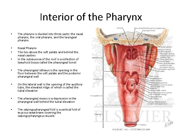 Interior of the Pharynx • The pharynx is divided into three parts: the nasal