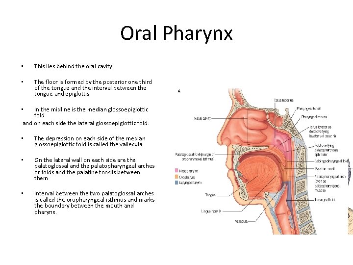 Oral Pharynx • This lies behind the oral cavity • The floor is formed