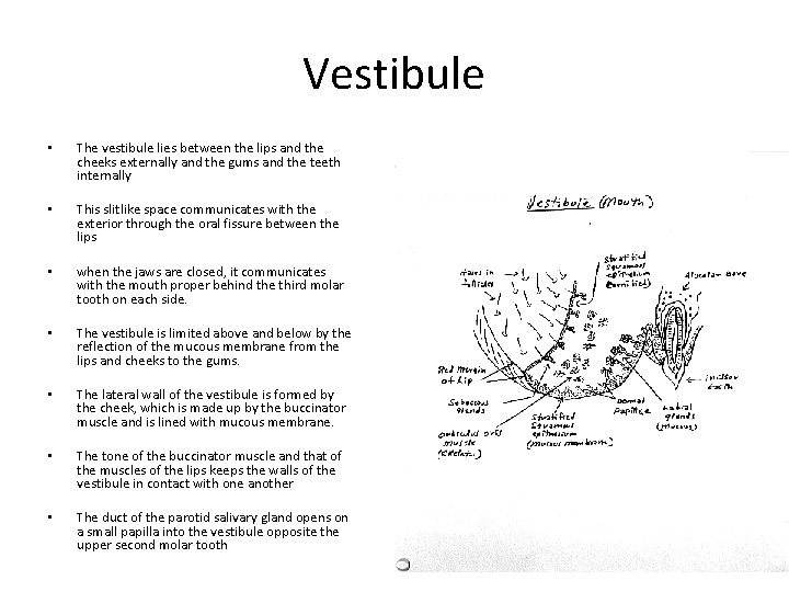 Vestibule • The vestibule lies between the lips and the cheeks externally and the
