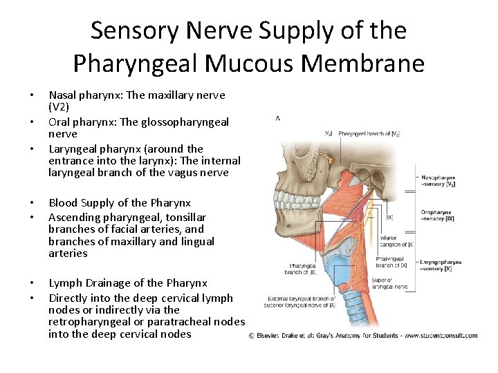 Sensory Nerve Supply of the Pharyngeal Mucous Membrane • • • Nasal pharynx: The